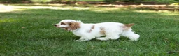 Cocker Spaniel dogs for sale: Reggie  - Ad 3