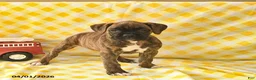 Boxer dogs for sale: Kimberly  - Ad 5