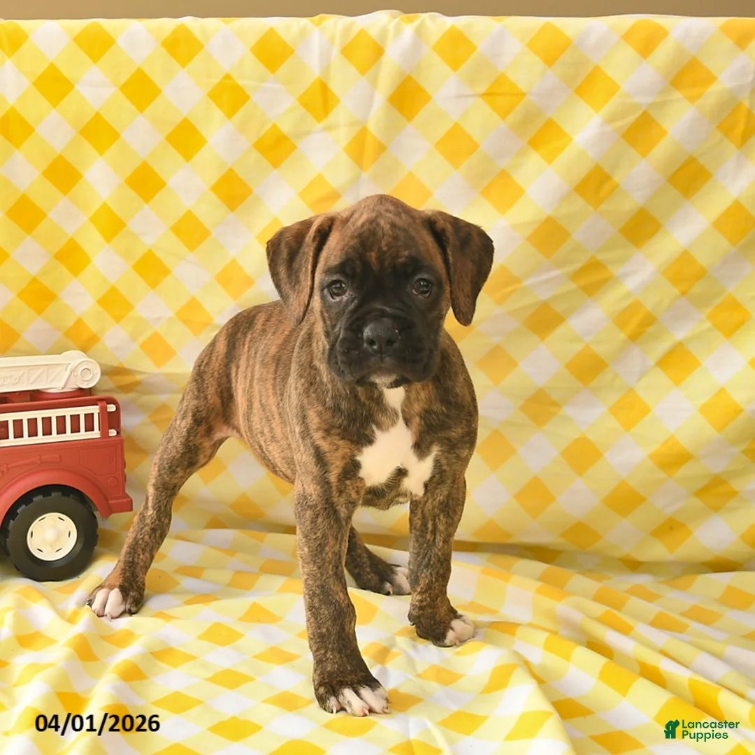 Boxer dogs for sale: Kimberly  - Ad 5