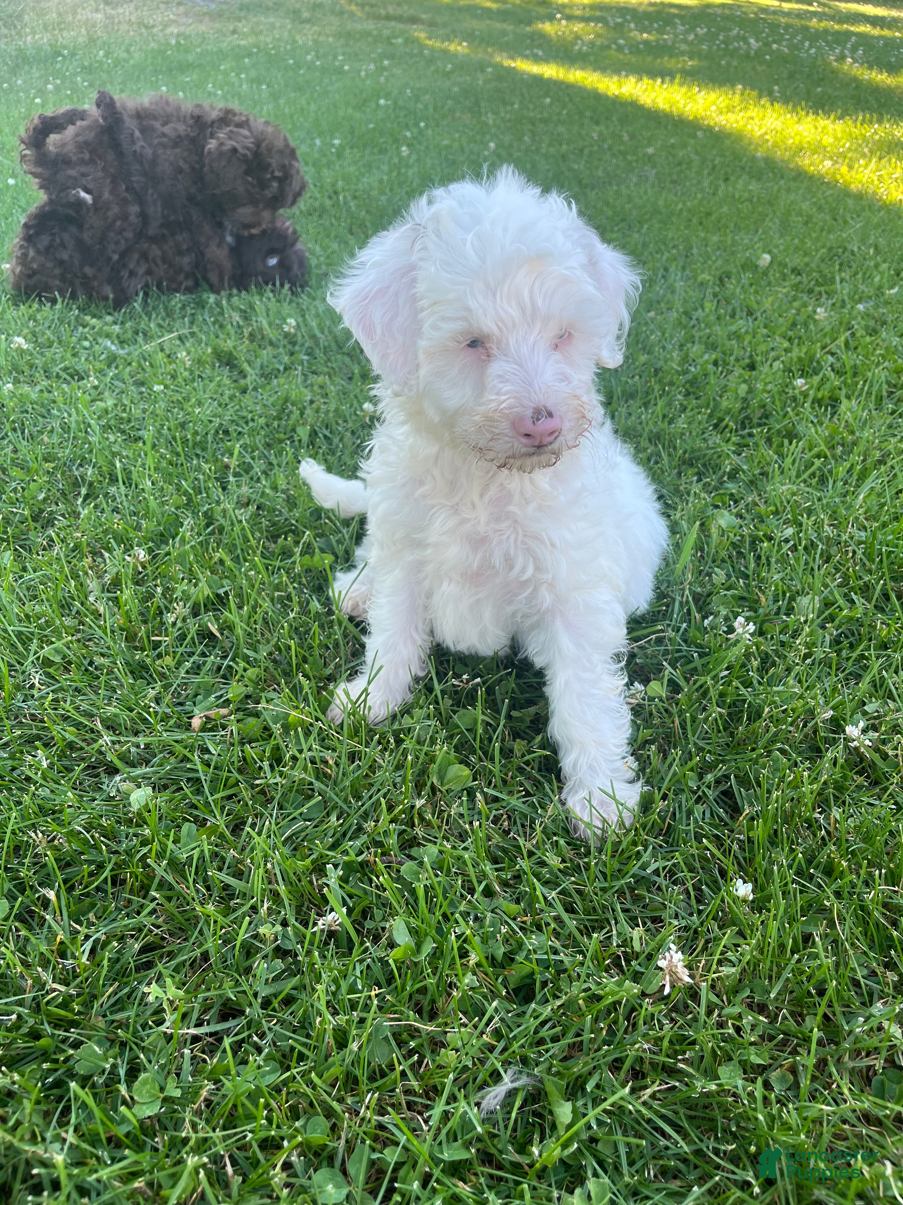 Miniature Labradoodle dogs Merle- Layla - Ad 1
