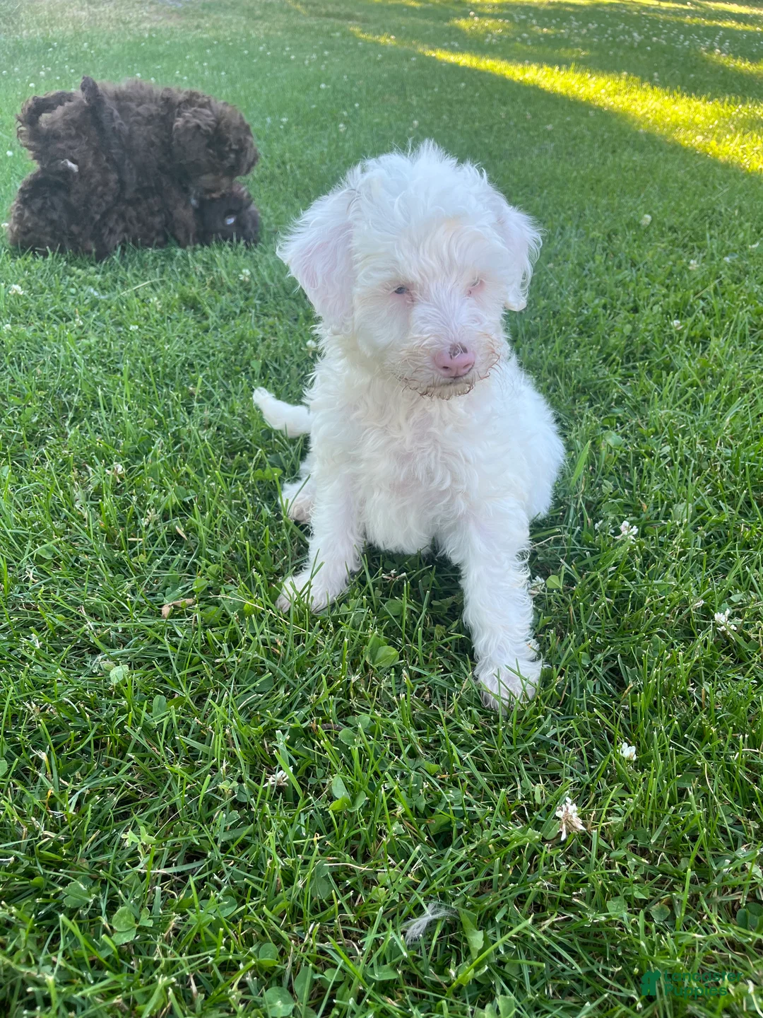 Miniature Labradoodle dogs for sale: Merle- Layla - Ad 1
