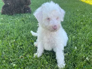 Miniature Labradoodle dogs for sale: Merle- Layla - Ad 4