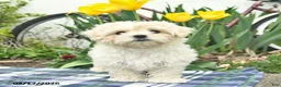 Morkie dogs for sale: Siesta - Ad 4