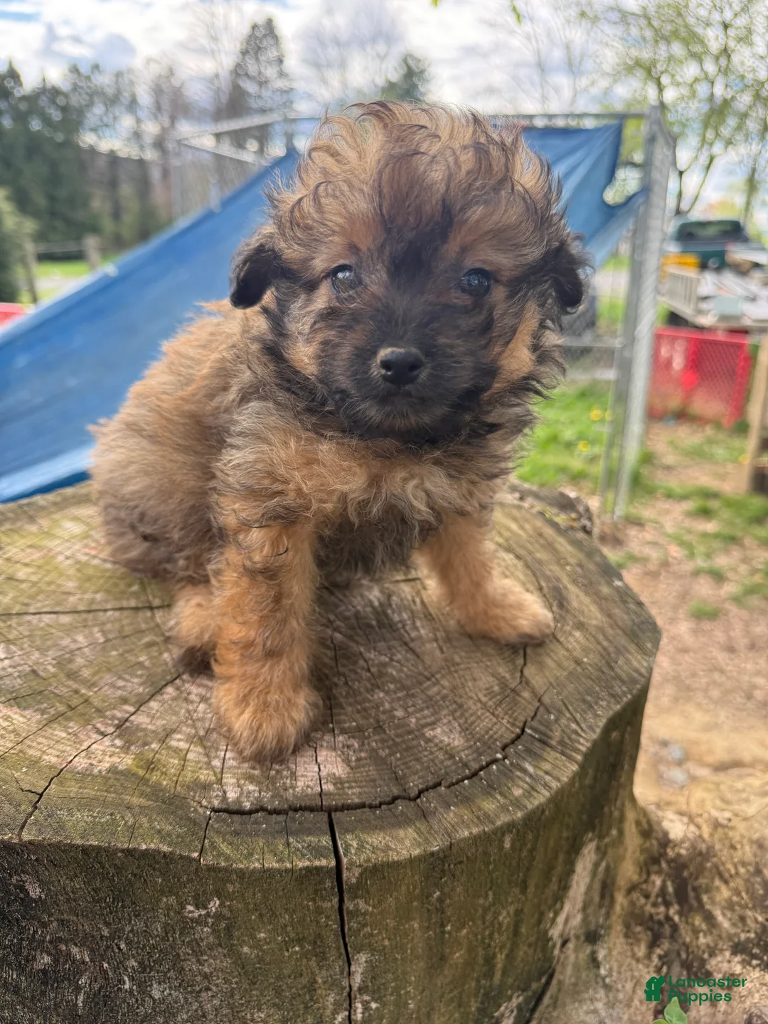 Pomapoo dogs for sale: Pomapoo Puppy 2 - Ad 1