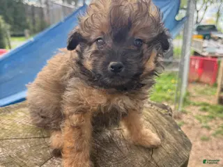 Pomapoo dogs Pomapoo Puppy 2 - Ad 11