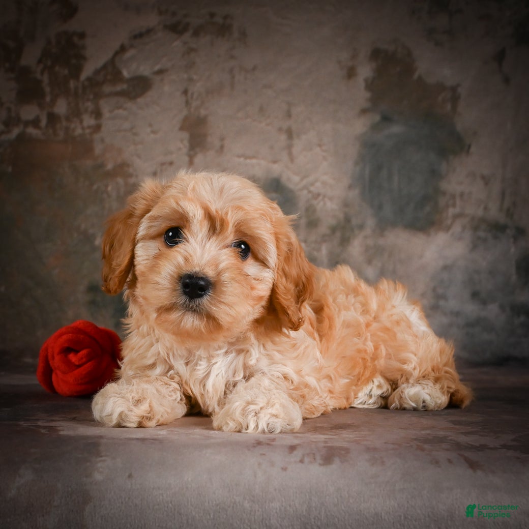 Cavachon dogs for sale: Jolene - Ad 7