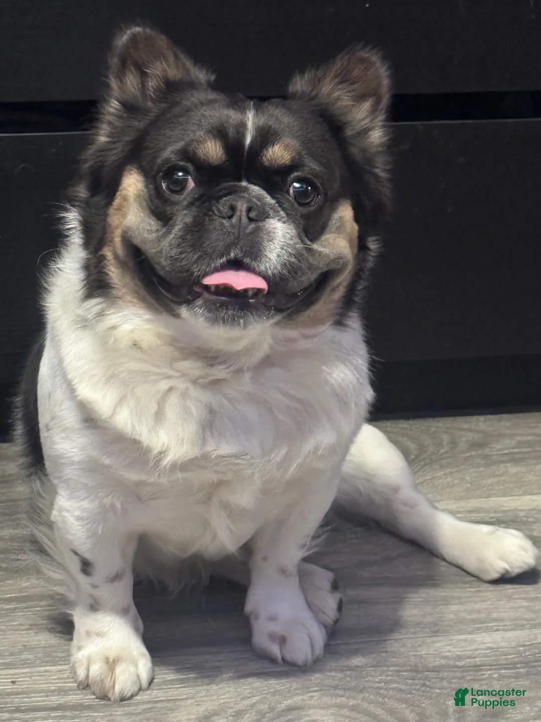 French Bulldog dogs for stud: Amiri  - Ad 1