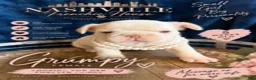 French Bulldog dogs for sale: Girl - Ad 2