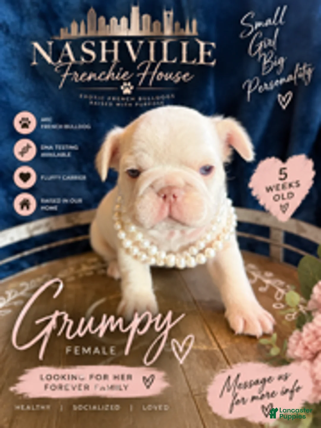 French Bulldog dogs for sale: Girl - Ad 2