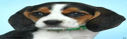 Beagle dogs for sale: Wade - Ad 4