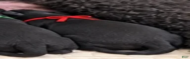 Mini Goldendoodle red