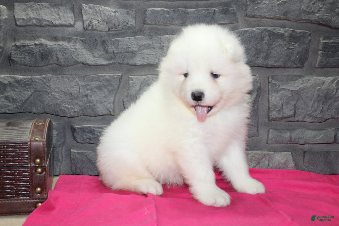 White Samoyed First Dog Jade For Sale In Owen Lancaster Puppies