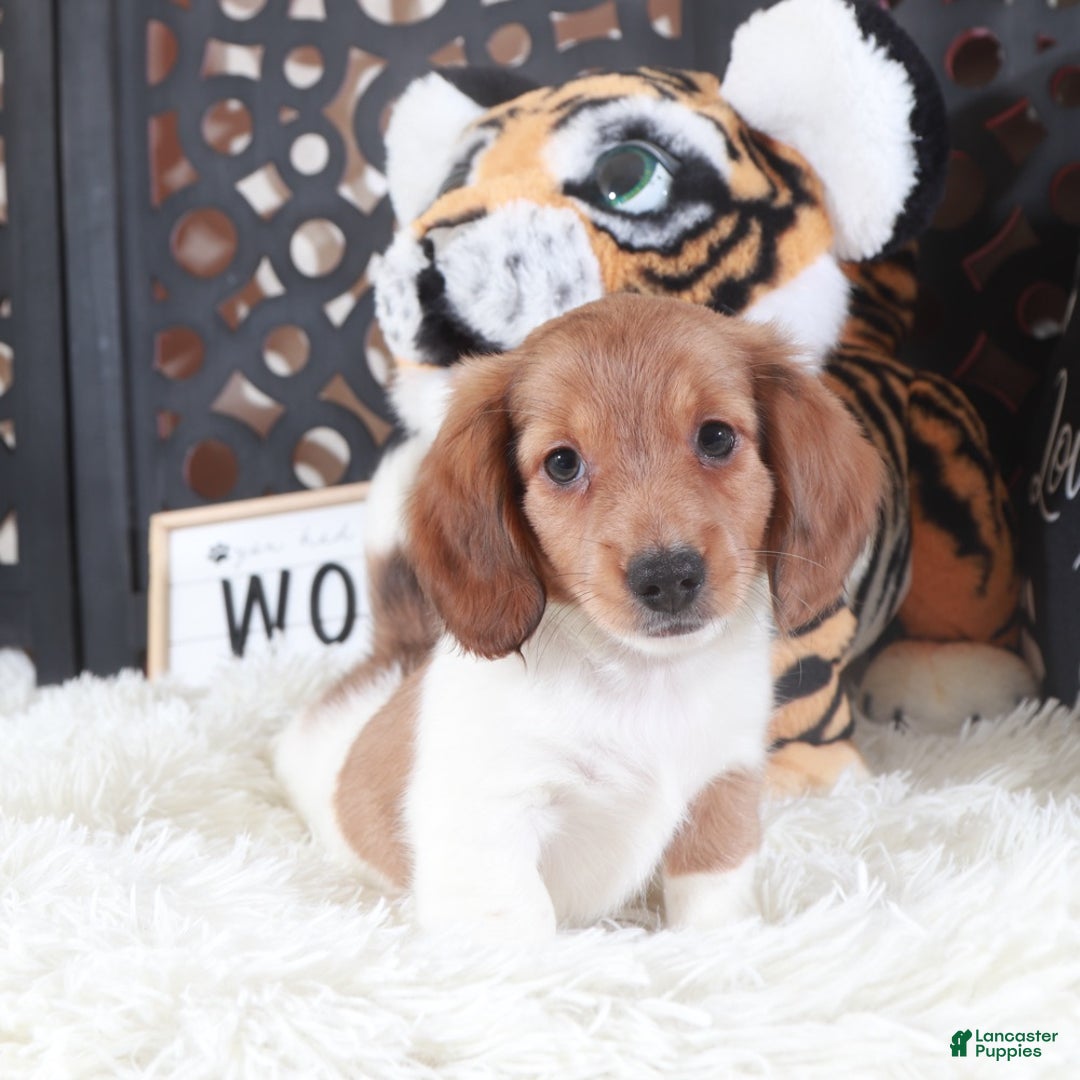 Miniature Dachshund dogs for sale: Miniature Dachshund Blaze - Ad 4