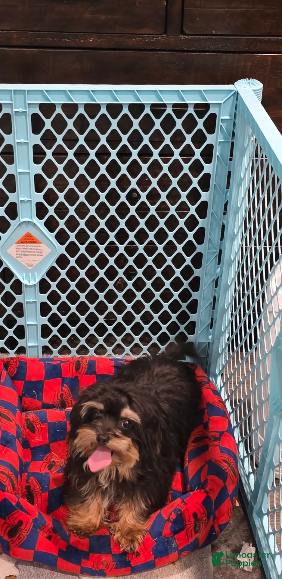 Chipoo dogs Milo - Ad 1