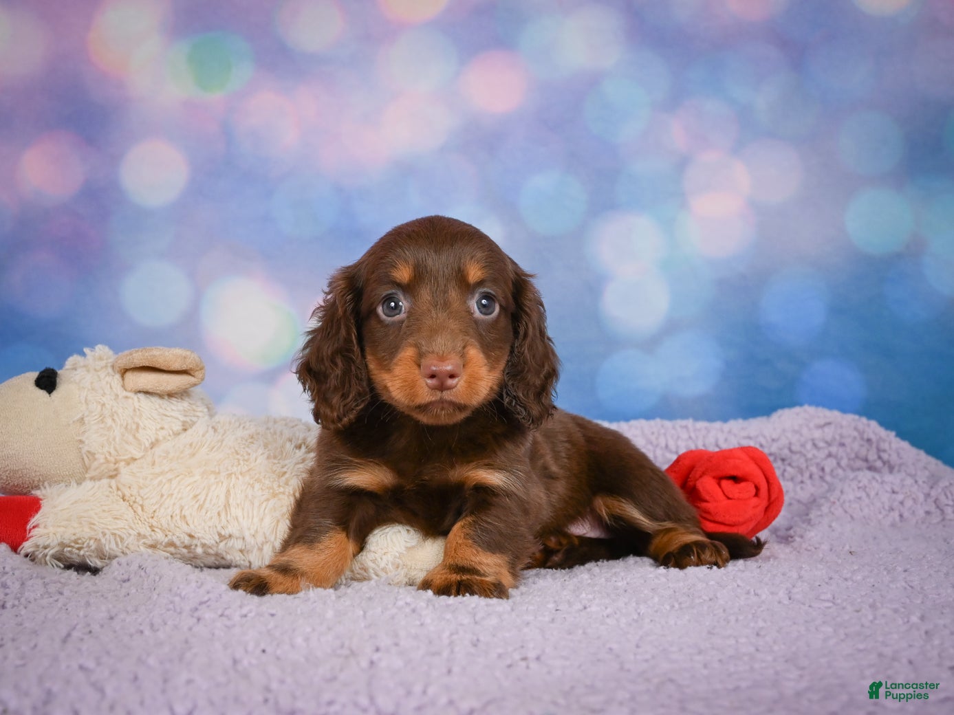 Miniature Dachshund dogs AKC JOY - Ad 2