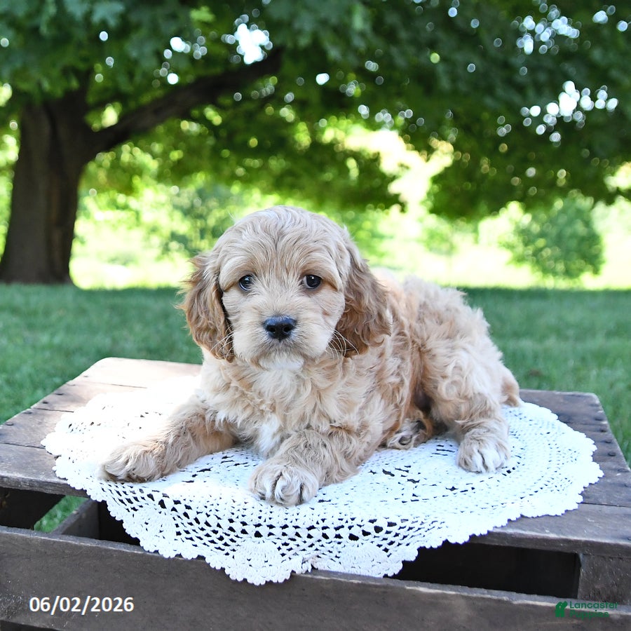 Cockapoo dogs for sale: Skippy - Ad 4