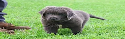 Newfoundland dogs for sale: Montoya - Ad 4
