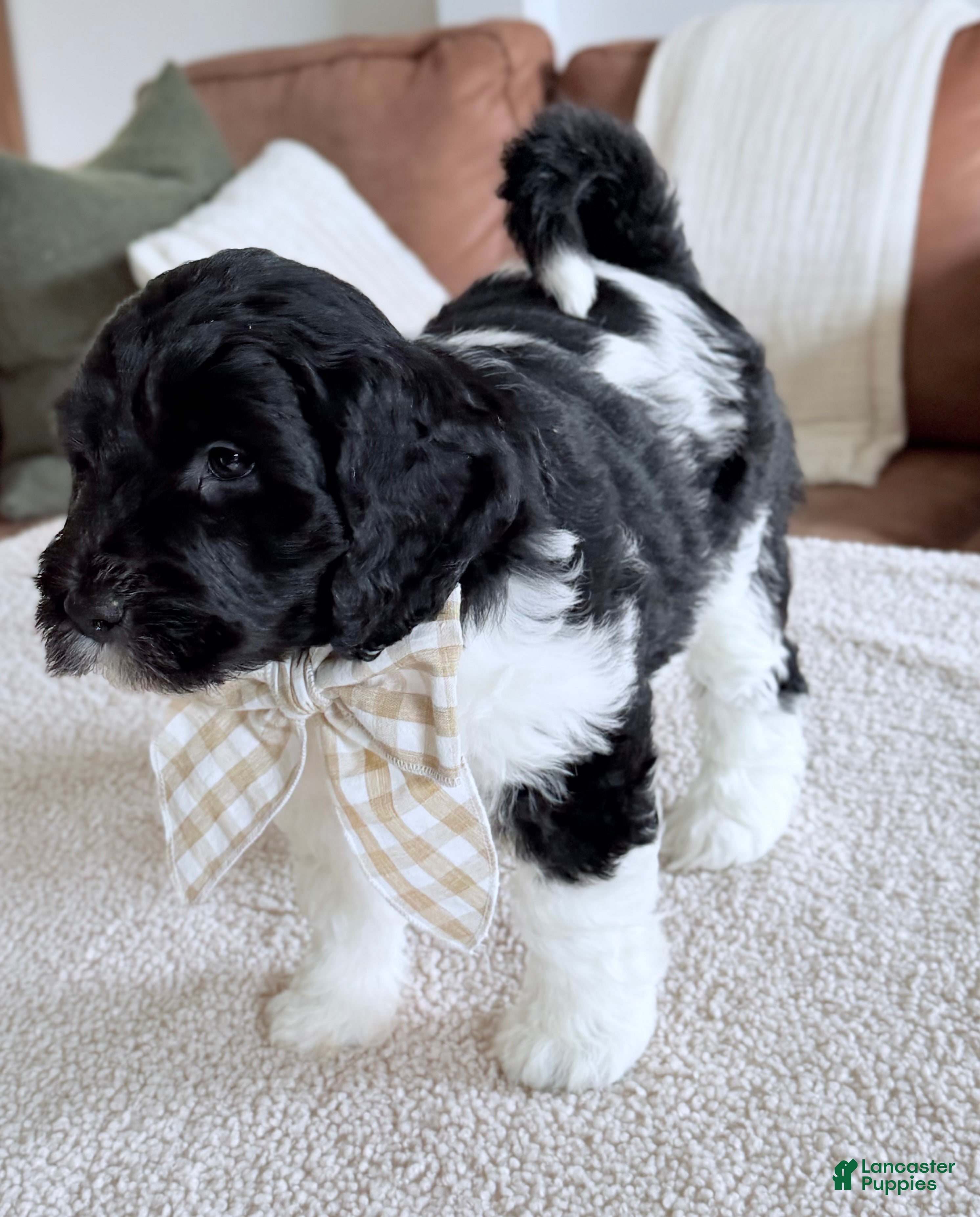 Goldendoodle dogs Bunny  - Ad 2