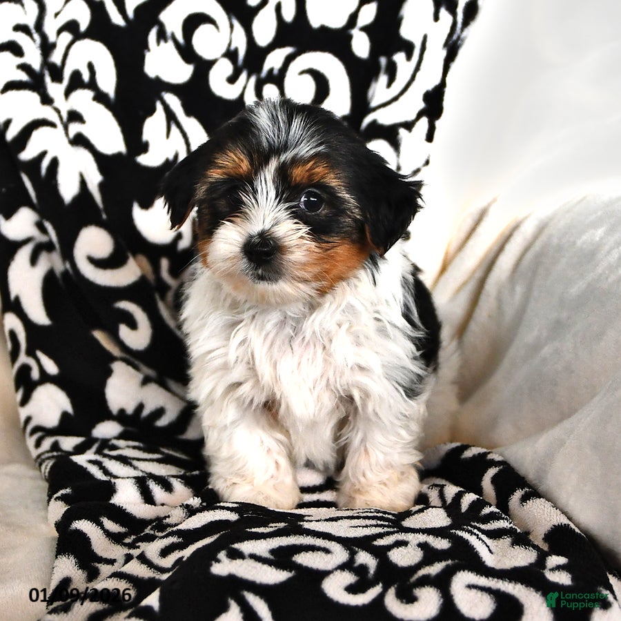 Mixed Breed dogs Carter - Ad 22