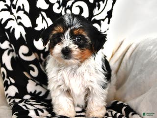 Mixed Breed dogs Carter - Ad 22