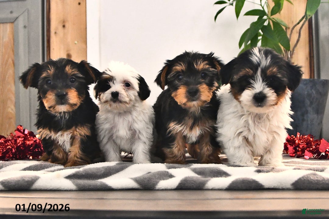 Mixed Breed dogs for sale: Cody - Ad 5