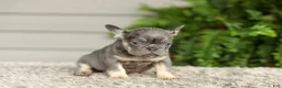 French Bulldog dogs for sale: Abby - Lilac & Tan - Ad 5