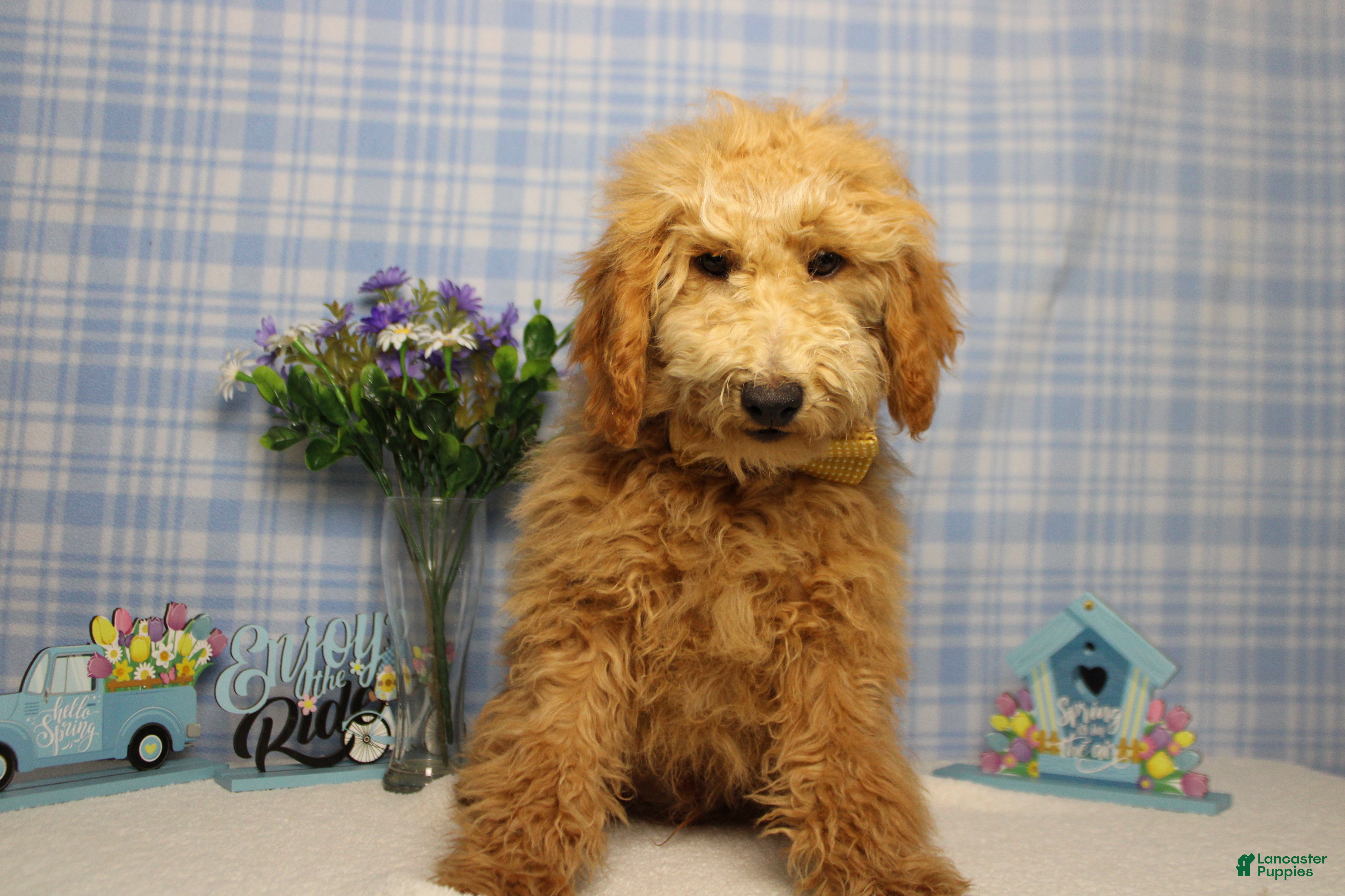 Toy Poodle dogs Garnet - Ad 4