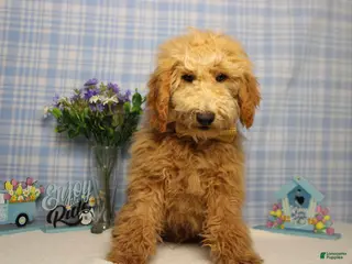 Toy Poodle dogs Garnet - Ad 4