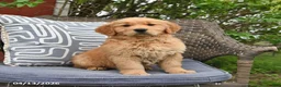 Golden Retriever dogs for sale: Marie   - Ad 4