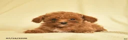 Toy Poodle dogs for sale: Lester  - Ad 4