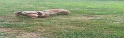 Dachshund dogs for sale: Dachshund 2 - Ad 4