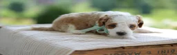 Mini Goldendoodle dogs for sale: December - Ad 3