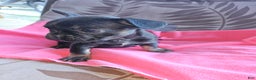 French Bulldog dogs for sale: French Bulldog Puppy 1 - Ad 4