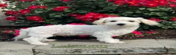 Mixed Breed dogs for sale: Labanon - Ad 2