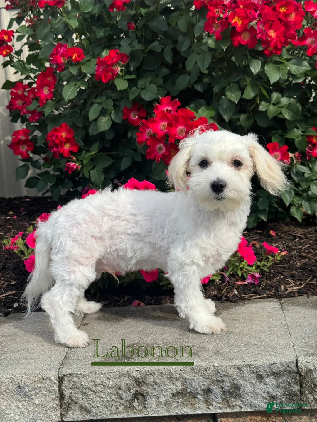 Mixed Breed dogs for sale: Labanon - Ad 2