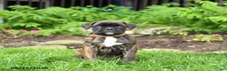 Boxer dogs for sale: Betty   - Ad 3