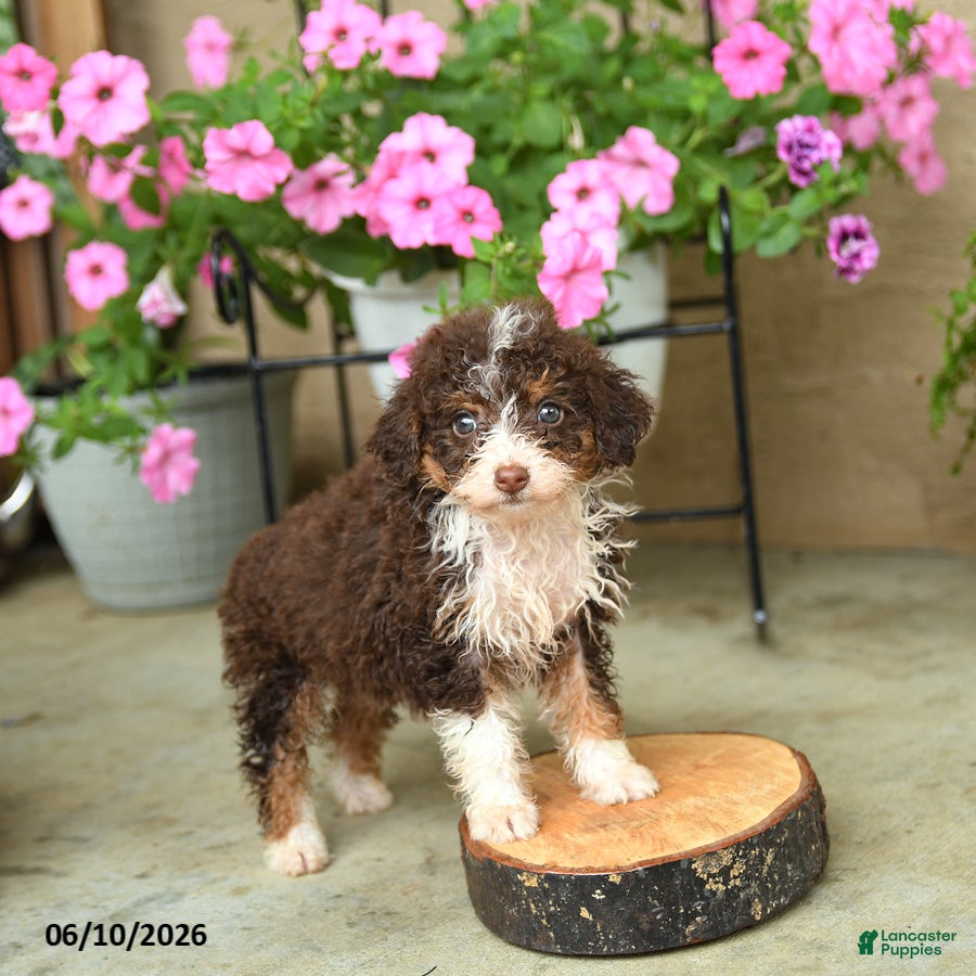 Mini Aussiedoodle dogs Penny - Ad 1