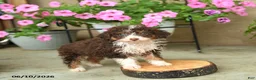 Mini Aussiedoodle dogs for sale: Penny - Ad 1