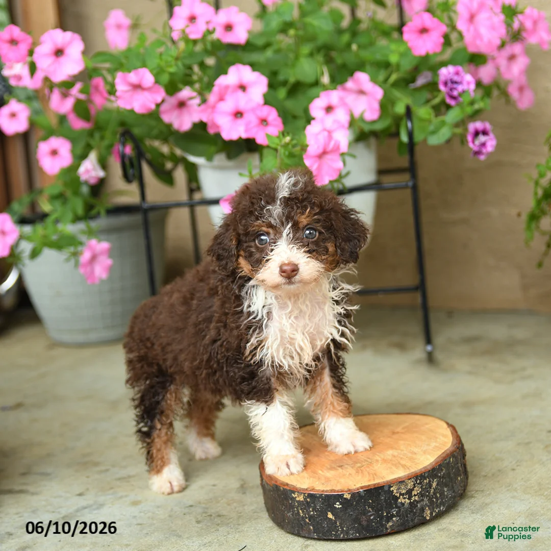 Mini Aussiedoodle dogs for sale: Penny - Ad 1