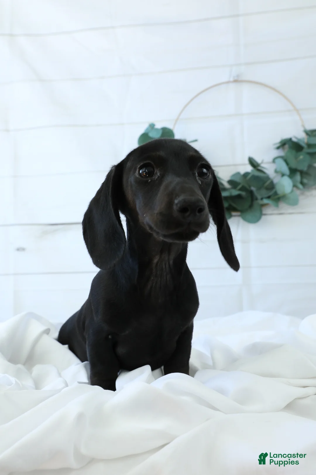 Miniature Dachshund dogs for sale: Belle - Ad 4