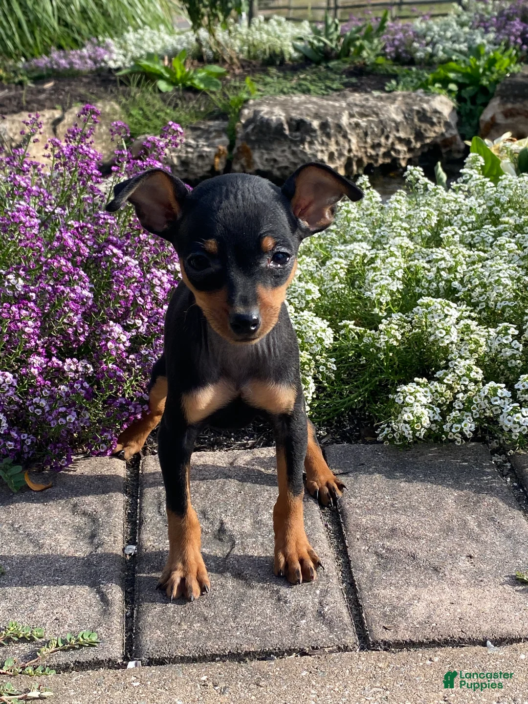 Miniature Pinscher dogs for sale: Quella - Ad 2