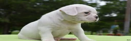 Mixed Breed dogs for sale: Milo f1b Frenchton hybrid  - Ad 3