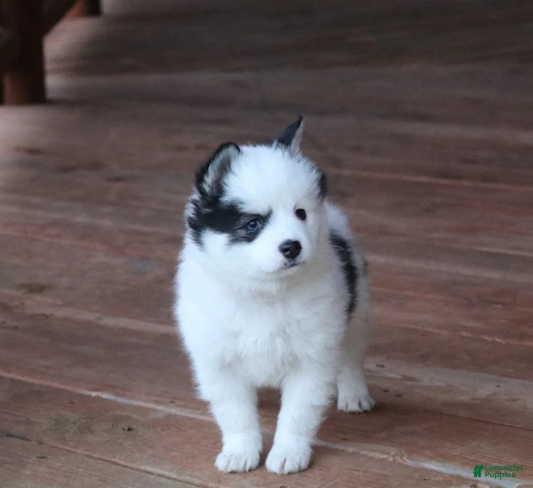 Alaskan Klee Kai dogs for sale: Oreo - Ad 2