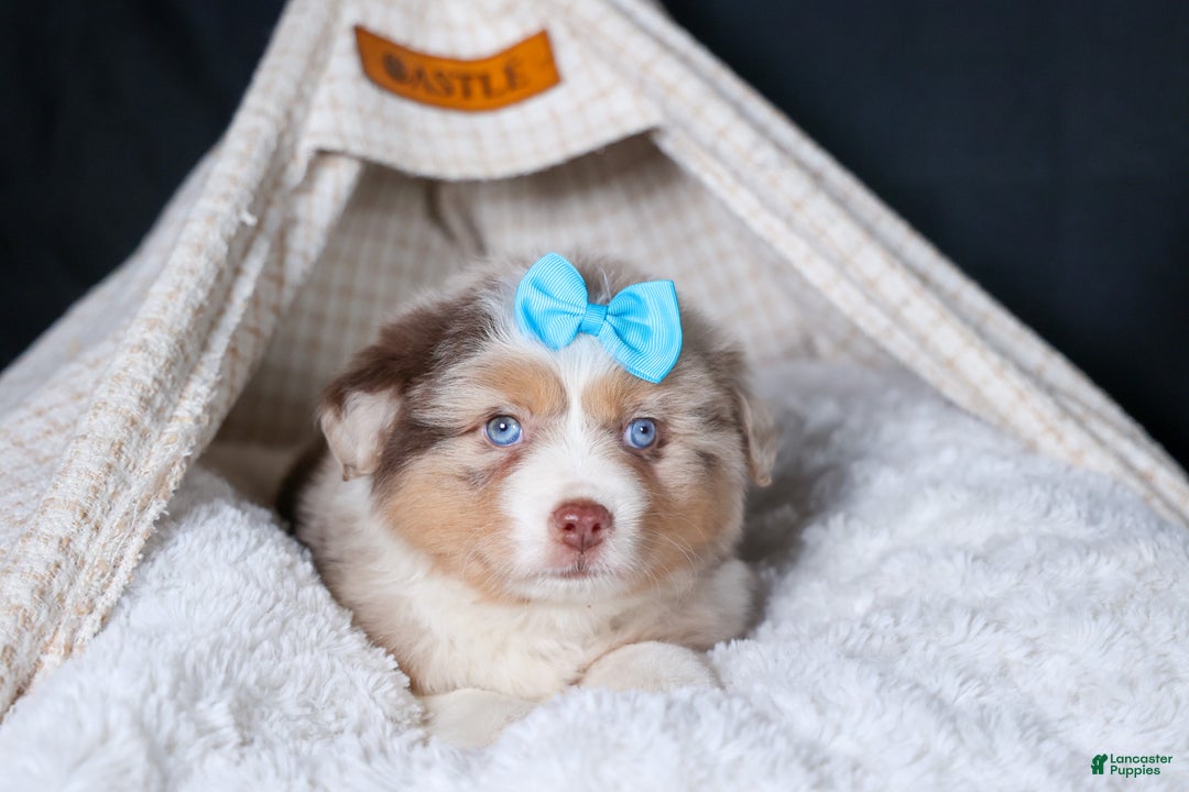 Miniature Australian Shepherd dogs for sale: SCOOTER - Ad 16