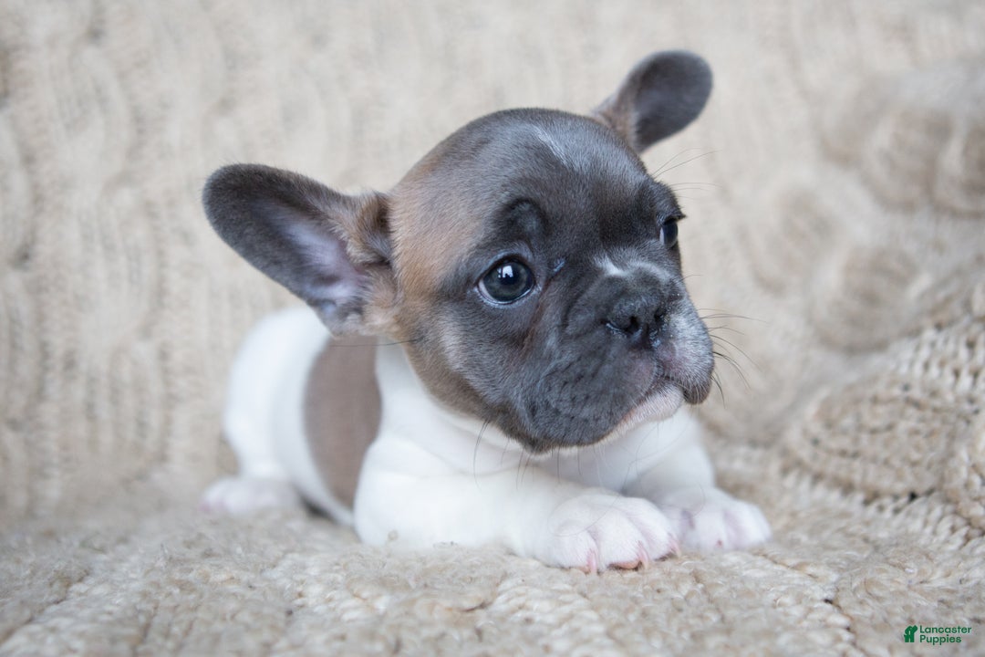 French Bulldog dogs for sale: Stormy AKC - Ad 7