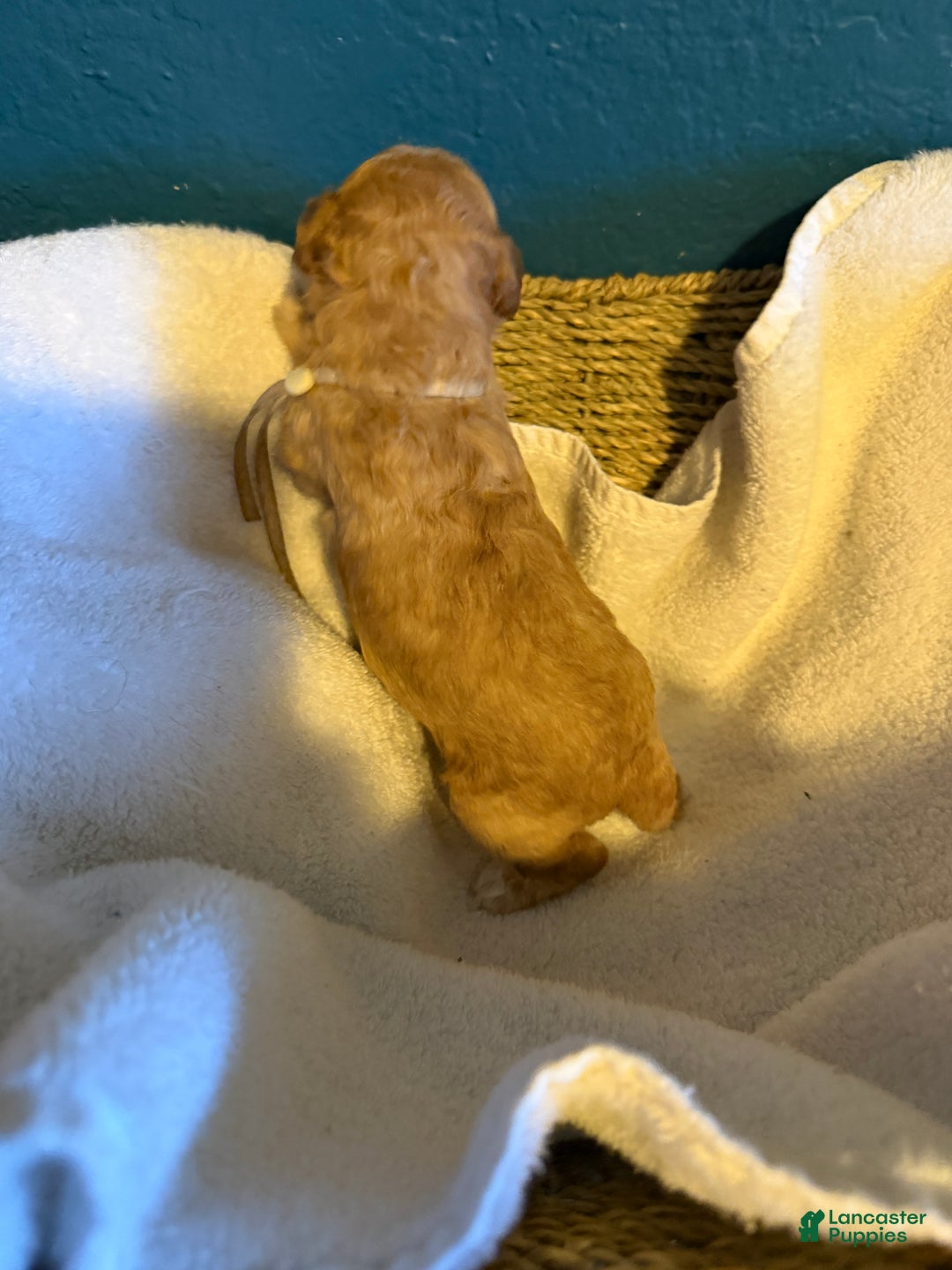 Miniature Poodle dogs for sale: AKC Miniature Poodle Puppy White - Ad 7