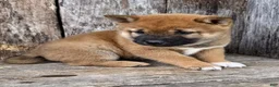 Shiba Inu dogs for sale: Whiskey - Ad 6