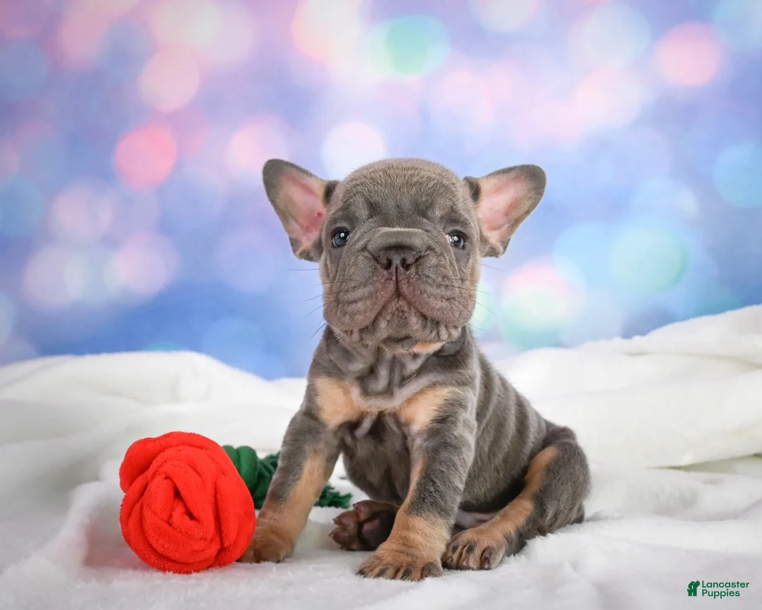 French Bulldog dogs for sale: Paris - Ad 6