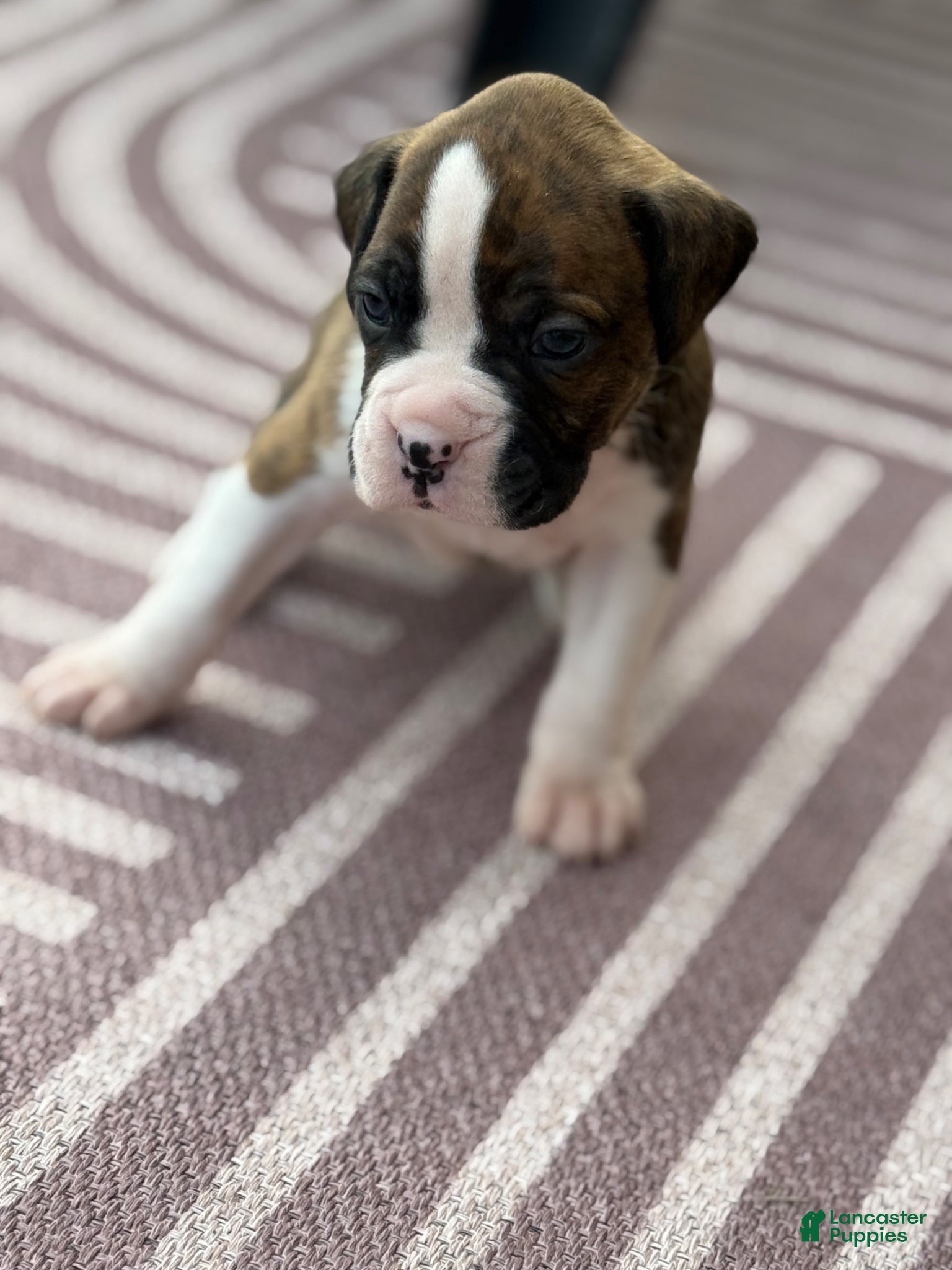 Boxer dogs Puppy 1 - Ad 25