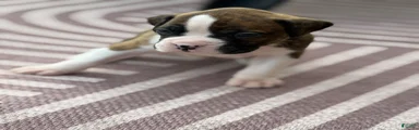 Puppy 1
